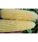 Sweet Corn F1 Iris Honey Max 100 grams